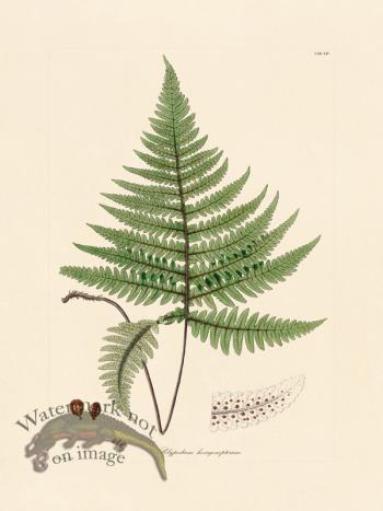 Hooker Fern 14